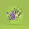 corallo_eau_de_parfum_1_xNnx6Y4MCi.webp